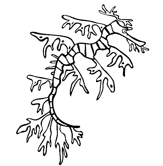 free Sea Dragon coloring page