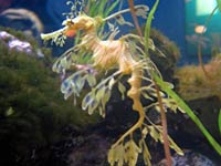 Sea Dragon picture