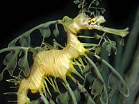 Sea Dragon picture