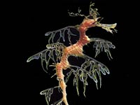 Sea Dragon picture