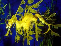 Yellow Sea Dragon