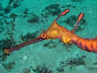 Orange Sea Dragon