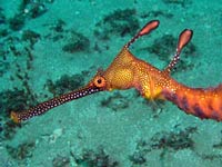 Sea Dragon picture