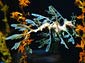 Sea Dragon wallpaper