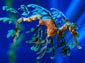 sea dragon wallpaper