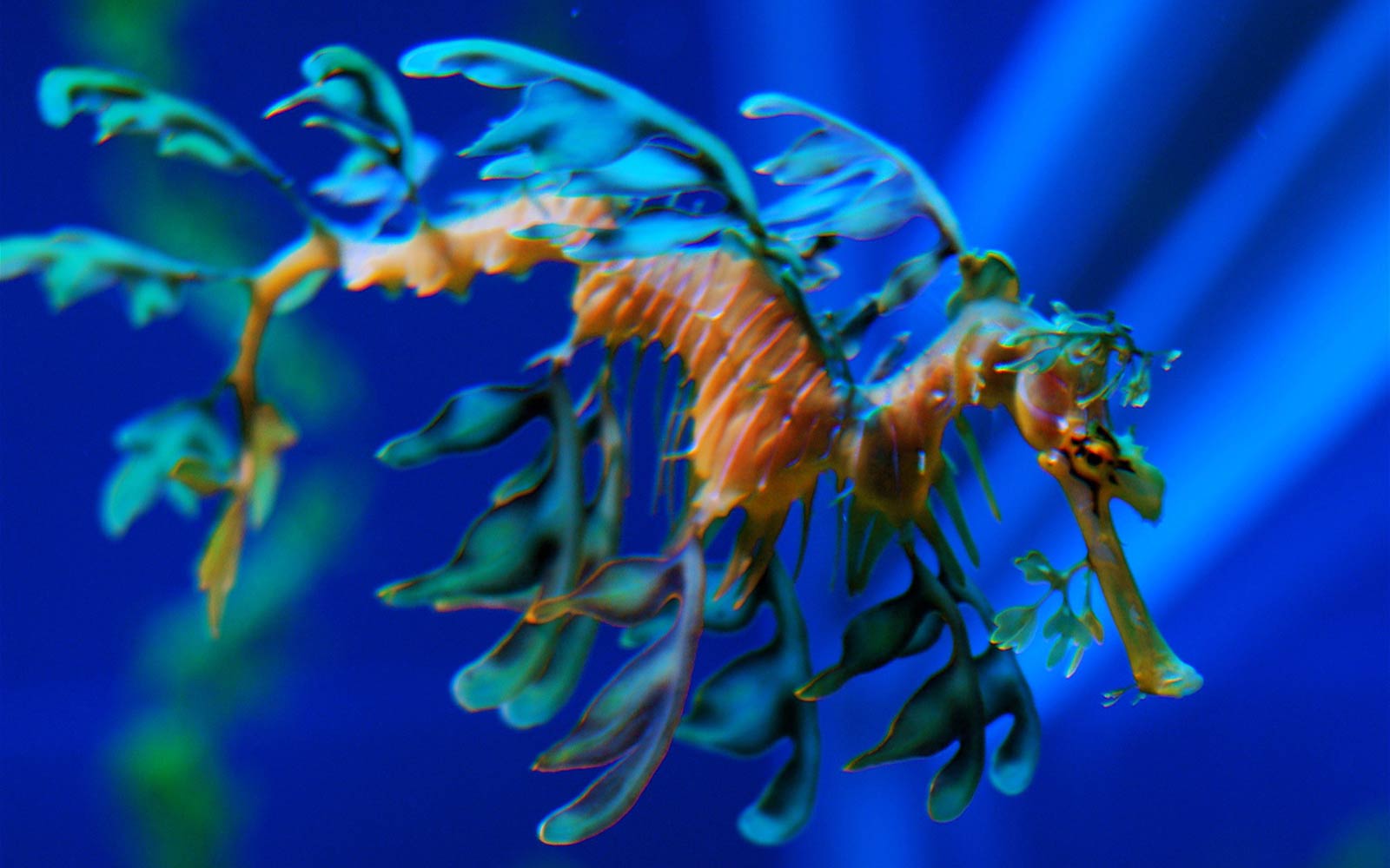 free Sea Dragon wallpaper wallpapers download