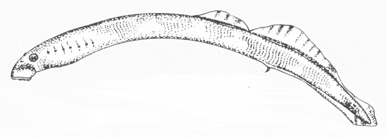 free Sea Lamprey coloring page