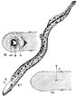 Sea Lamprey coloring page