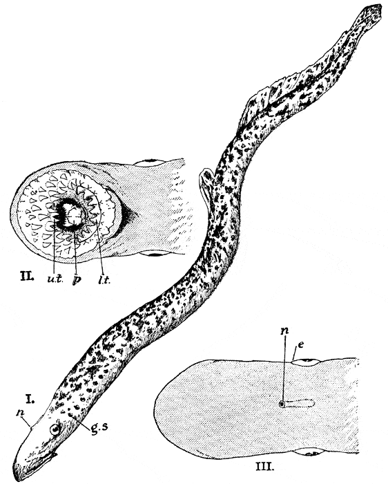 free Sea Lamprey coloring page