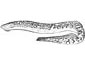 Sea Lamprey coloring page