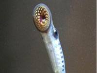 Sea Lamprey image