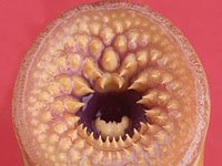 Sea Lamprey image