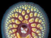 Sea Lamprey image