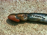 Sea Lamprey image