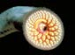 Sea Lamprey wallpaper