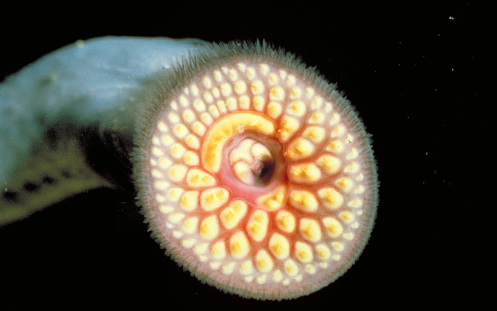 free Sea Lamprey wallpaper wallpapers download