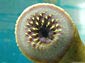 sea lamprey wallpaper