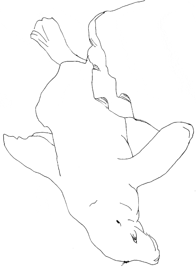 free Sea Lion coloring page