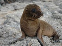 Sea Lion picture