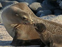 Sea Lion picture