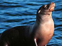 Sea Lion picture