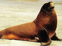 Sea Lion picture