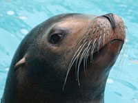 Sea Lion picture