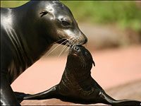 Sea Lion with a baby