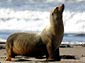 Sea Lion wallpaper