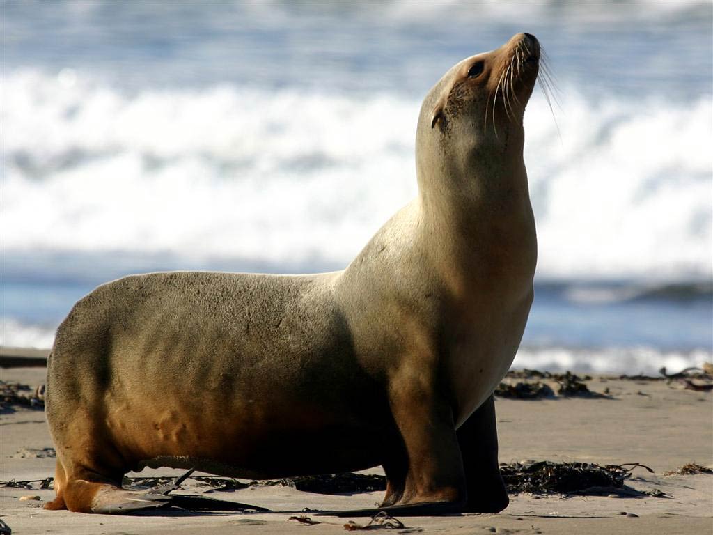 Sea Lion Wallpaper - Animals Town