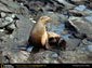 sea lion wallpaper