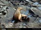 Sea Lion wallpaper