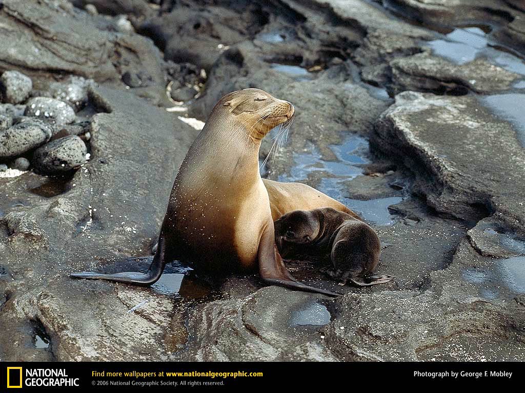 free Sea Lion wallpaper wallpapers download