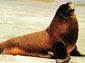 Sea Lion wallpaper