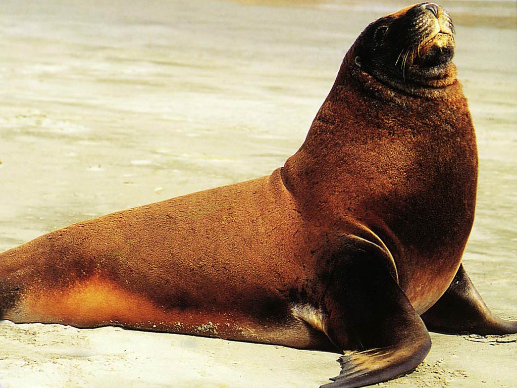 free Sea Lion wallpaper wallpapers download