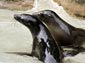 sea lion wallpapers