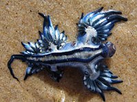 sea slug picture image