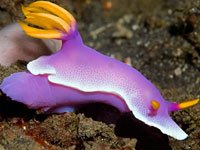 sea slug image