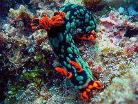 sea slug picture