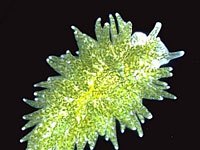 sea slug photo