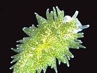 sea slug picture image