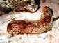 sea slug wallpaper