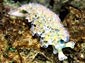 sea slug wallpaper