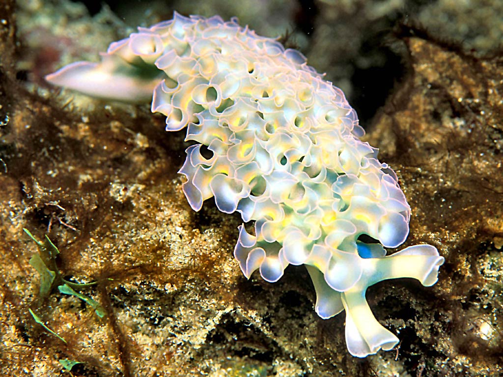 free Sea Slug wallpaper wallpapers download