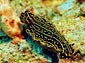 sea slug wallpaper