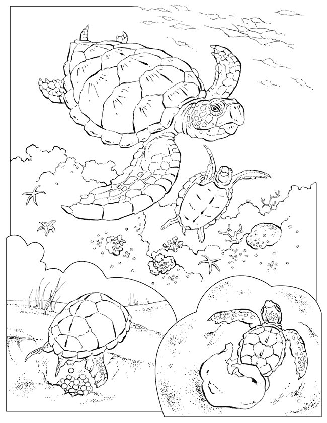 free Sea Turtle coloring page