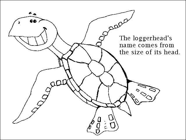 free Sea Turtle coloring page