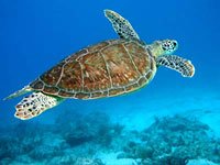 Sea Turtle picture