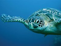 Sea Turtle picture