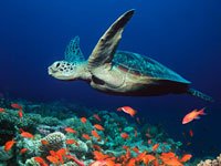 Sea Turtle picture